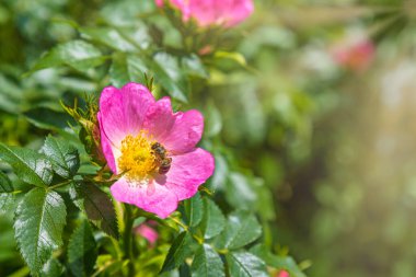 Gül kalçası fotokopi alanı ile yakın çekim ve zaman zaman çiçek tozlamakla meşgul bir arı.