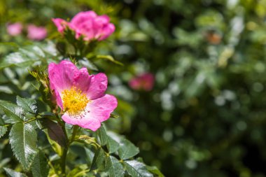 Gül kalçası fotokopi alanı ile yakın çekim ve zaman zaman çiçek tozlamakla meşgul bir arı.