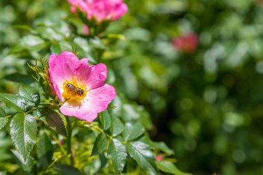 Gül kalçası fotokopi alanı ile yakın çekim ve zaman zaman çiçek tozlamakla meşgul bir arı.