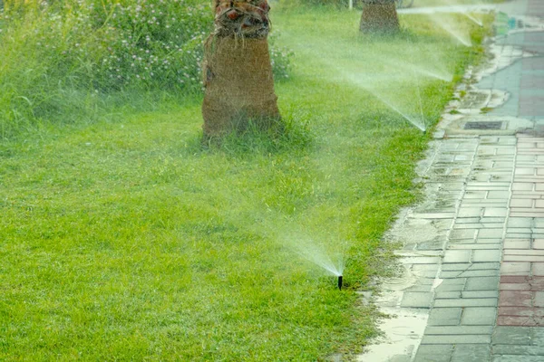 Automatyczne Nawadnianie Brzegu Morza Podlewanie Palm Trawnik Świeżą Zieloną Trawą — Zdjęcie stockowe