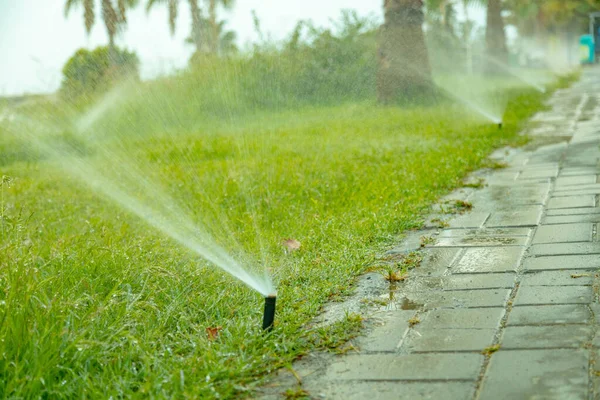 Auto Irrigation System Sea Shore Watering Palm Trees Lawn Fresh — Stock Photo, Image