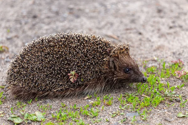 小さなハリネズミ フラット Erinaceus Europaeus 松林の中の通路から外を見る — ストック写真