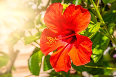 Hibiscus çiçeği Hawaii resot evinde bir çalılıkta yetişir.