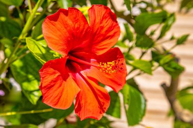 Hibiscus çiçeği Hawaii tatil köyünde bir çalılıkta yetişir.