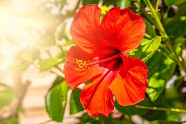 Hibiskusblüte Wächst Einem Busch Auf Hawaii — Stockfoto