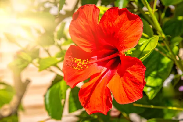 Hibiskusblüte Wächst Auf Einem Busch Hawaii Resort Residenz — Stockfoto