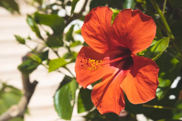 Hibiscus flower grows on a bush at Hawaii resort residence