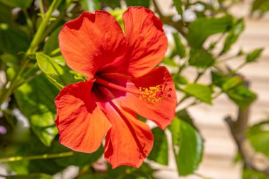 Hibiscus çiçeği Hawaii resot evinde bir çalılıkta yetişir.