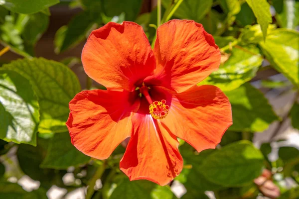 Hibiscus Flower Grows Bush Hawaii Resot Residence — Stock Photo, Image