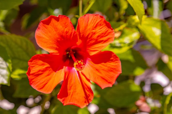 Hibiscus Flower Grows Bush Hawaii Resort Residence — Stock Photo, Image