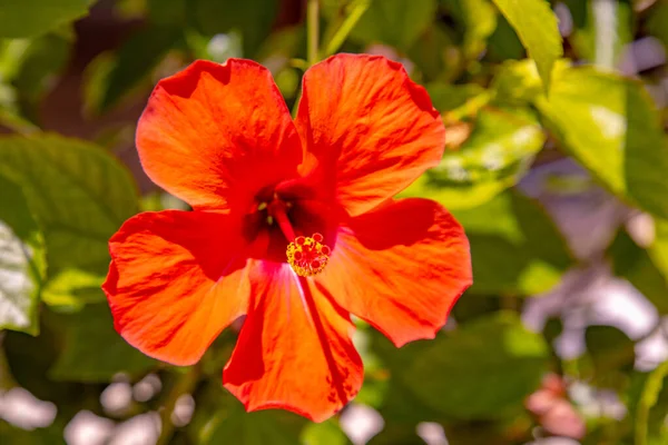 Hibiscus flower grows on a bush at Hawaii resort residence