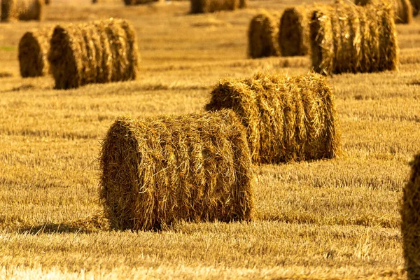 Bales Straw Background Copy Space Lots Bales Straw Agricultural Field — Stock Photo, Image