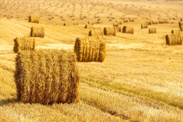 Fardos Fundo Palha Com Espaço Cópia Muitos Fardos Palha Campo — Fotografia de Stock