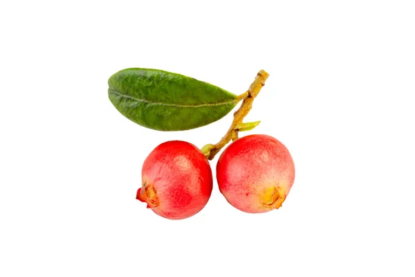 Cranberry Closeup Tăiat Fundal Alb — Fotografie, imagine de stoc