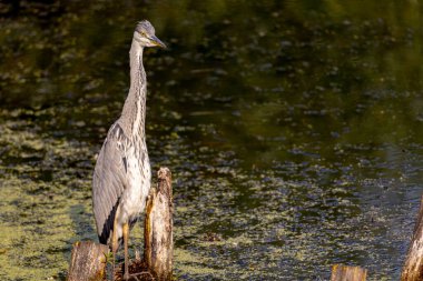Gri balıkçıl sabah saatlerinde yerel bir gölde balık tutuyor.