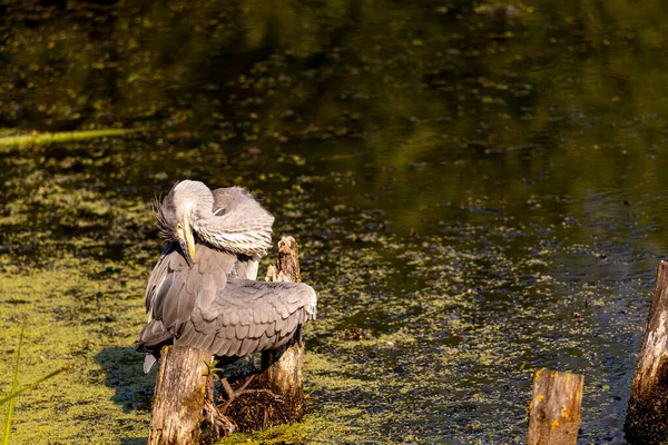 Grijze Reiger Een Lokale Vijver Vissen Tijdens Ochtenduren — Stockfoto