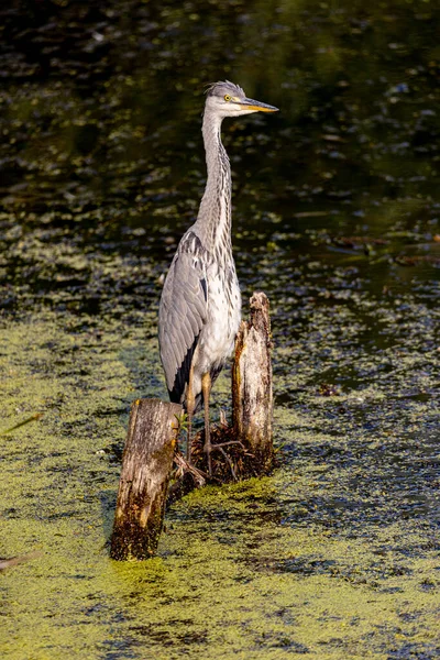 Grey Heron Local Pond Fishing Morning Hours — Stock Photo, Image