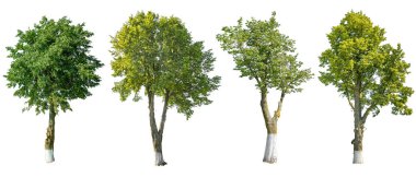 Yaz güneşli bir günde beyaz arka planda izole edilmiş bir kireç ağacı kümesi