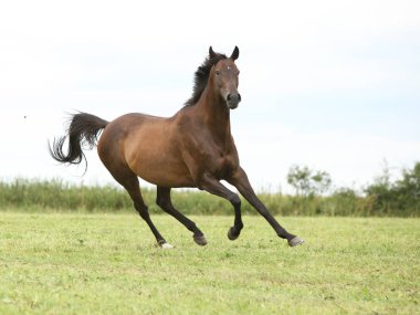 Özgürlük yalnız çalışan inanılmaz kahverengi at