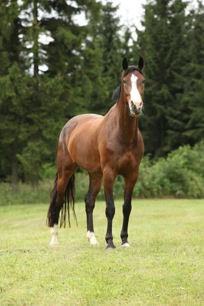 Bonito Cavalo Marrom Olhando Para Você — Fotografia de Stock
