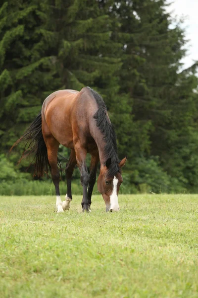 Bel Cavallo Marrone Piedi Guardandoti — Foto Stock