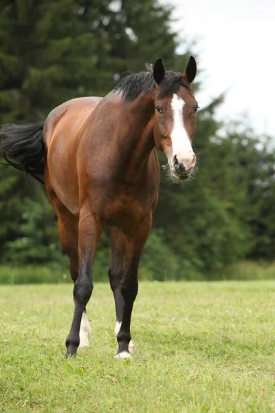 素敵な茶色の馬立っているとあなたを見て — ストック写真