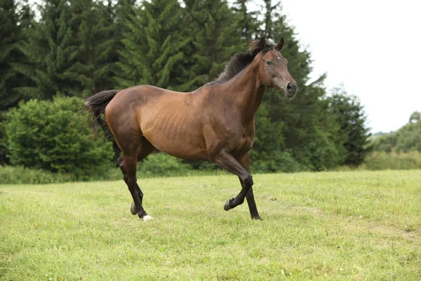 Amazing brown horse running alone in freedom — Stock Image Amazing Brown Horse Running Alone Freedom Stock Photo