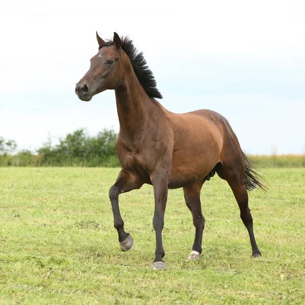 Incroyable Cheval Brun Qui Court Seul Liberté — Photo