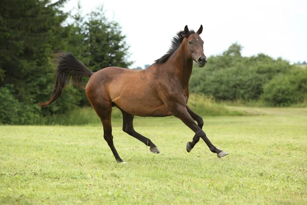 Fantastiska Brun Häst Kör Ensam Frihet — Stockfoto