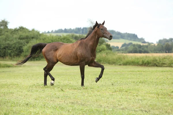 Úžasné Hnědé Koně Běží Sám Svobodě — Stock fotografie