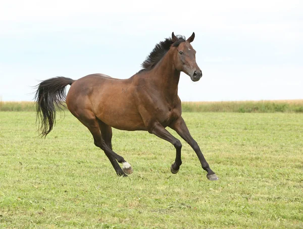 Amazing brown horse running alone in freedom — Stock Image Amazing Brown Horse Running Alone Freedom Stock Image