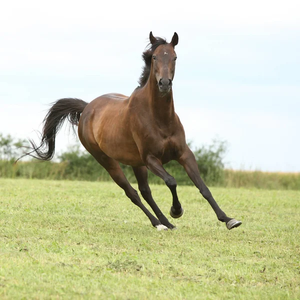 Geweldige Bruin Paard Uitgevoerd Alleen Vrijheid — Stockfoto