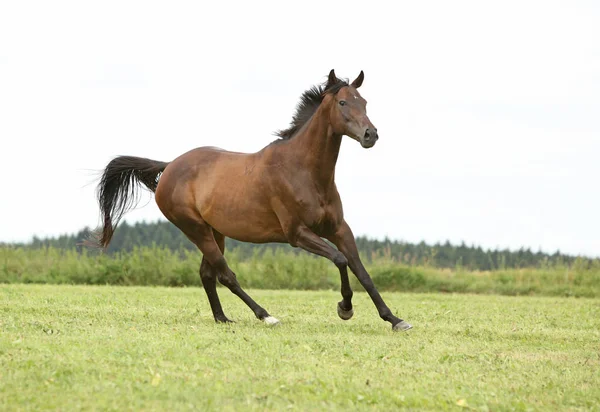 Amazing Brown Horse Running Alone Freedom — Stock Photo, Image