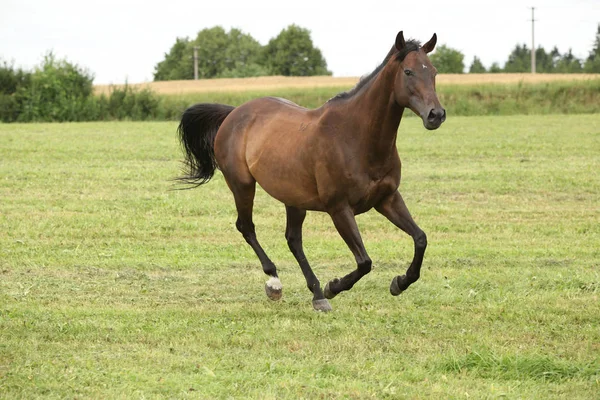 Amazing Brown Horse Running Alone Freedom — Stock Photo, Image