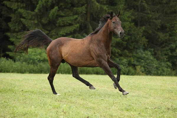 Amazing Brown Horse Running Alone Freedom — Stock Photo, Image