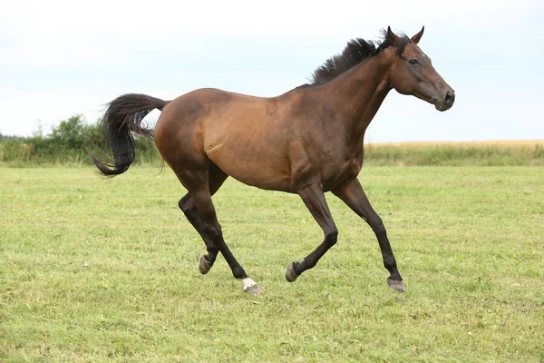 Amazing Brown Horse Running Alone Freedom — Stock Photo, Image