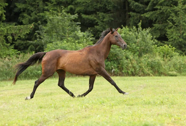 Amazing Brown Horse Running Alone Freedom — Stock Photo, Image
