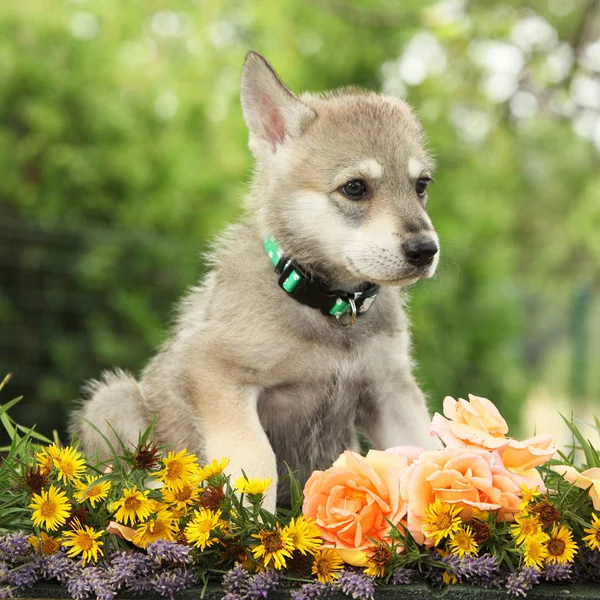 Retrato Saarloos Wolfhound Cachorro Con Flor —  Fotos de Stock