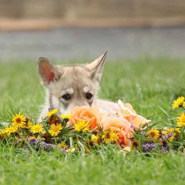 Porträtt Saarloos Wolfhound Valp Med Blomma — Stockfoto