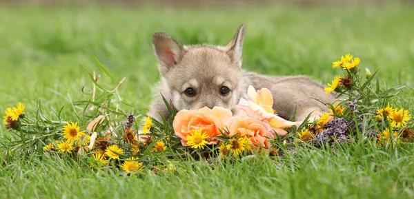 Portrait Saarloos Wolfhound Puppy Flower — Stock Photo, Image