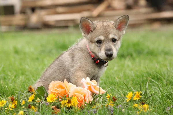 Ritratto Saarloos Wolfhound Cucciolo Con Fiore — Foto Stock