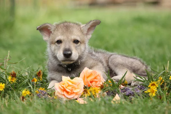 Portrait of Saarloos Wolfhound puppy with flower