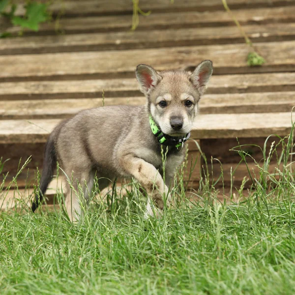 Portrait of nice Saarloos Wolfhound on the grass — Stock Image Portrait Nice Saarloos Wolfhound Grass Stock Photo