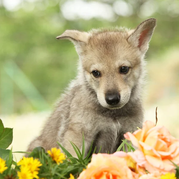Portrait of Saarloos Wolfhound puppy with flower — Stock Image Portrait Saarloos Wolfhound Puppy Flower Stock Photo