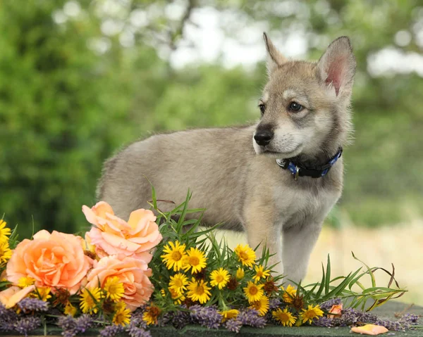 Portrait of Saarloos Wolfhound puppy with flower — Stock Image Portrait Saarloos Wolfhound Puppy Flower Stock Image