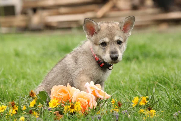 Portrait of Saarloos Wolfhound puppy with flower — Stock Image Portrait Saarloos Wolfhound Puppy Flower Stock Picture