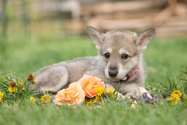 Portrait of Saarloos Wolfhound puppy with flower — Stock Image Portrait Saarloos Wolfhound Puppy Flower Stock Picture