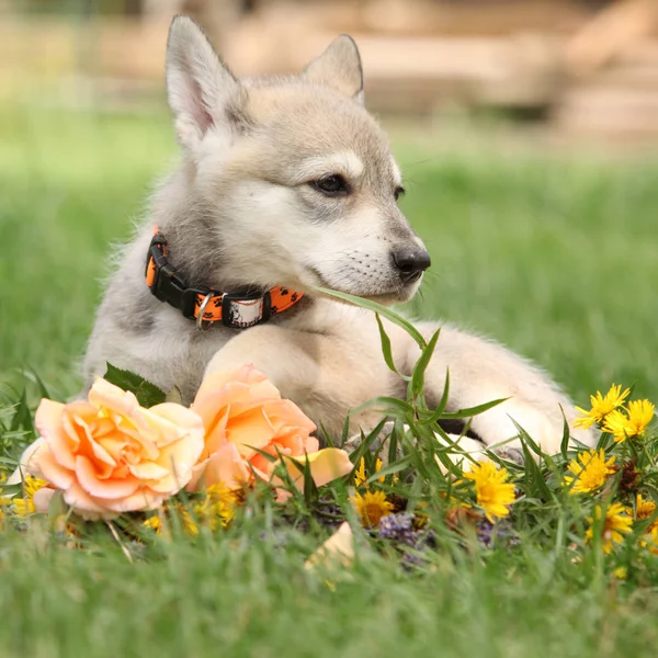 Portrait Saarloos Wolfhound Puppy Flower — Stock Photo, Image