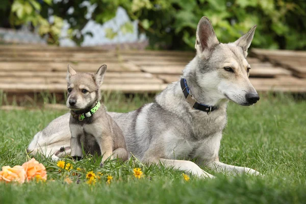 Retrato Agradable Saarloos Wolfhound Perra Con Cachorro —  Fotos de Stock