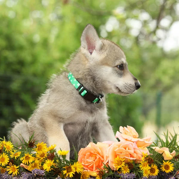 Portrait of Saarloos Wolfhound puppy with flower — Stock Image Portrait Saarloos Wolfhound Puppy Flower Royalty Free Stock Images